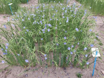 Click for 1 image(s) for this accession.